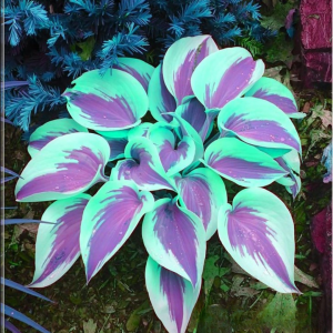 Хоста Висперин Бьюти купить по цене от 379р. в интернет-магазине «Посадика» с доставкой почтой в в Вышний Волочеке и по всей России – [изображение №1].