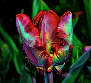 Тюльпан Эирпрайз купить по цене от 270р. в интернет-магазине «Посадика» с доставкой почтой в в Вышний Волочеке и по всей России – [изображение №1].