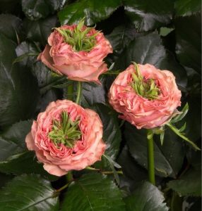 Роза Амбер Инчант купить по цене от 495р. в интернет-магазине «Посадика» с доставкой почтой в в Вышний Волочеке и по всей России – [изображение №1].