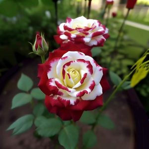 Роза Роял Глом купить по цене от 401р. в интернет-магазине «Посадика» с доставкой почтой в в Вышний Волочеке и по всей России – [изображение №1].