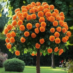 Роза Солнечный Шарм купить по цене от 349р. в интернет-магазине «Посадика» с доставкой почтой в в Вышний Волочеке и по всей России – [изображение №1].